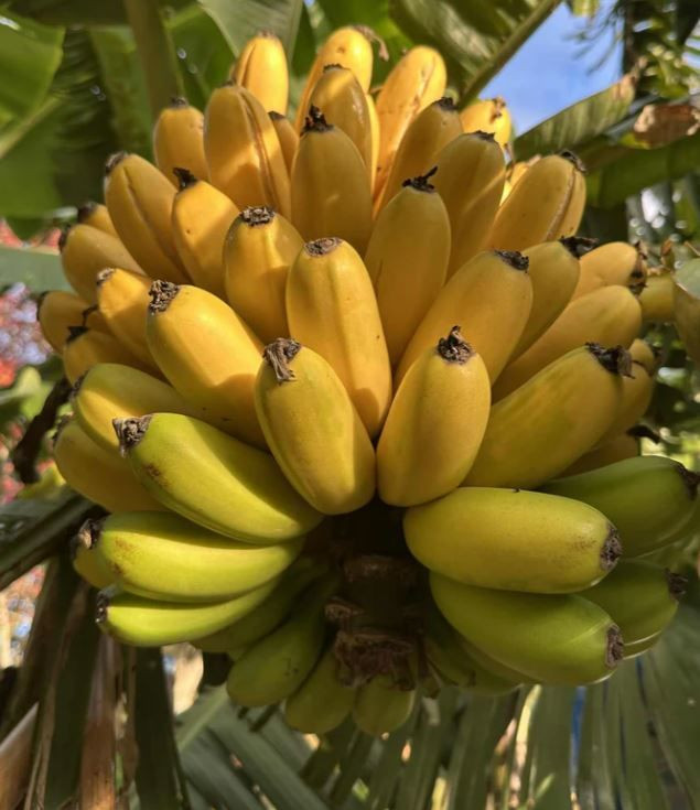 Banana 'Misi Luki' 3.3L (1202384) 8.5L