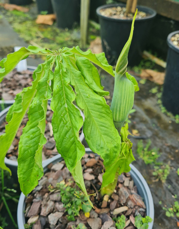 Arisaema exappendiculatum 2L