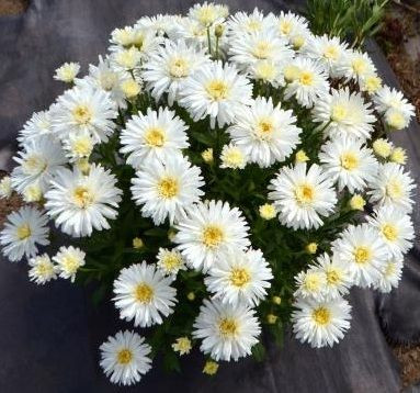 Leucanthemum 'Mt Hood' 9cm