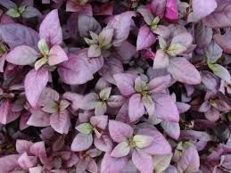 Alternanthera 'Little Ruby' 1L