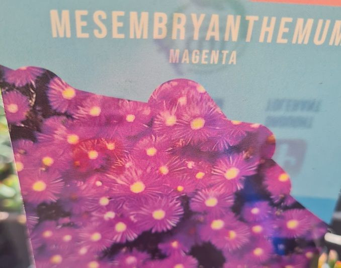 Mesembryanthemum 'Magenta' 1.3L