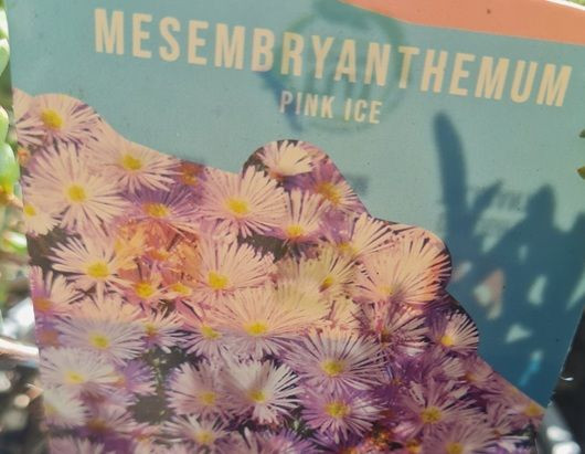 Mesembryanthemum 'Pink Ice' 1.3L