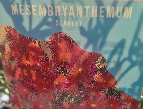 Mesembryanthemum 'Scarlet' 1.3L