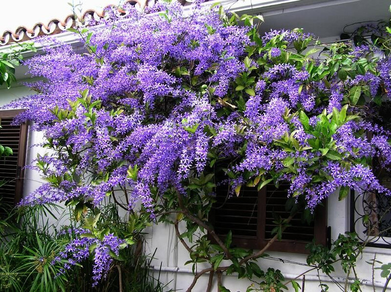 Petrea volubilis 3.5L