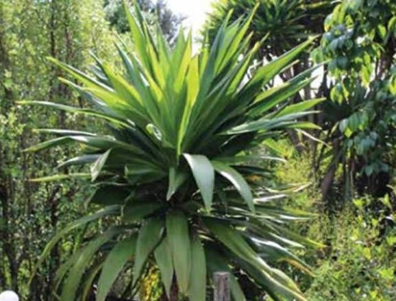 Cordyline stricta 'Show Off' 3.3L (96366) 3.3L (103950) 3.3L