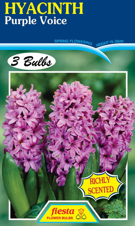 Hyacinth 'Purple Voice' 3
