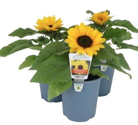 Helianthus 'Sunny Smile' 1.5L