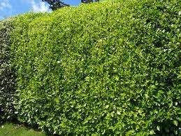 Griselinia litoralis 1L (104026) 1L