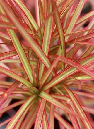 Dracaena marginata 3.3L