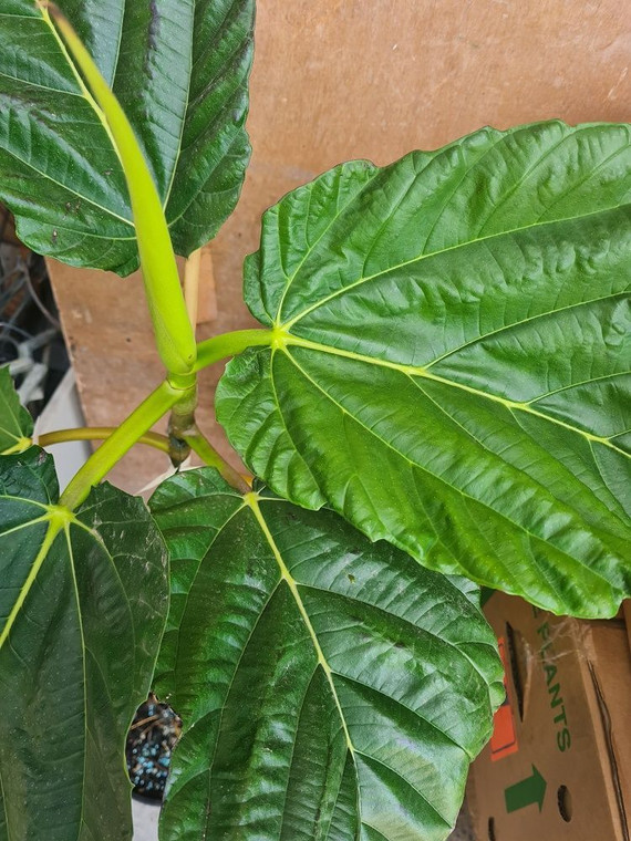 Ficus dammaropsis 15L