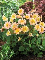 Dahlia Border 'Topmix Apricot' 6L