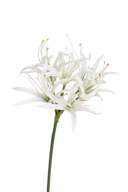 Flower Stem - Nerine White