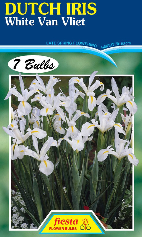 Dutch Iris 'White Van Vliet' 7