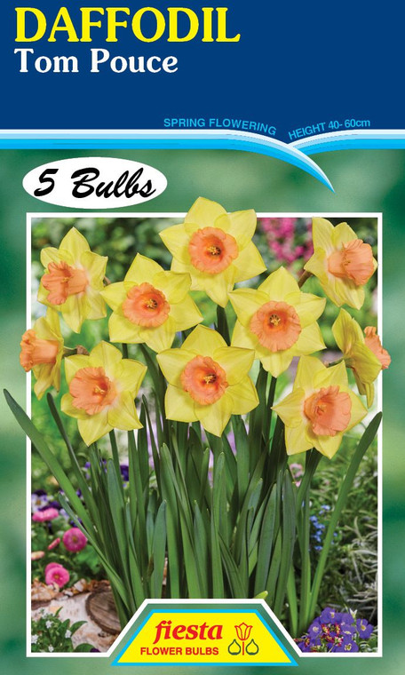 Daffodil 'Tom Pouce' 5