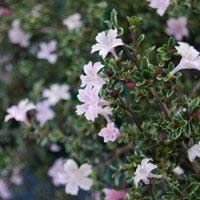 Serissa japonica 'Pink Mystiqu 2L