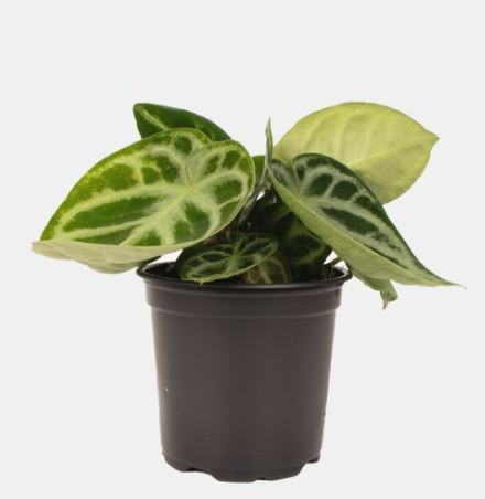 Anthurium crystallinum 12cm