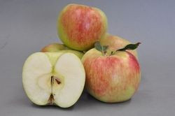 Apple 'Mischief' 4.7L