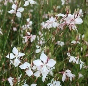 Gaura 'Sparkle White' GOL