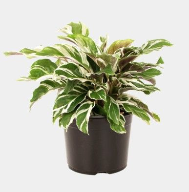 Calathea 'White Fusion' 14cm