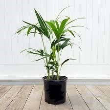 Howea forsteriana - Multi 15L (81902) 15L