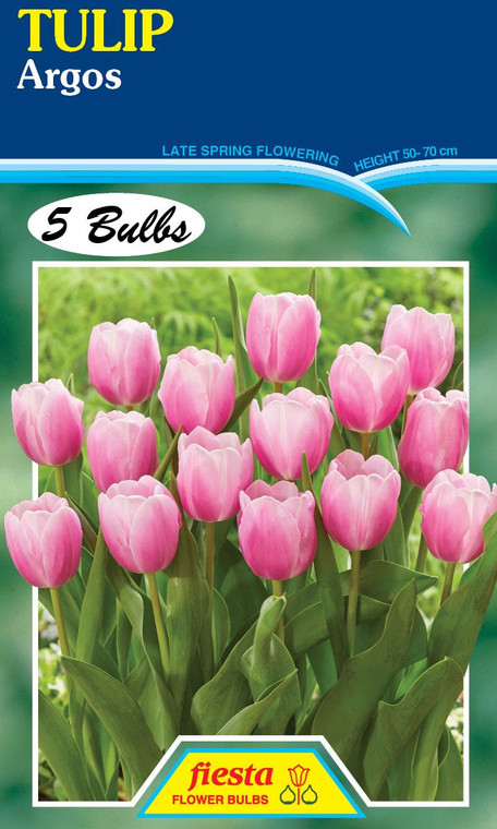 Tulip 'Argos' 5