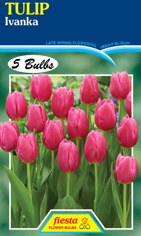 Tulip 'Ivanka' 5