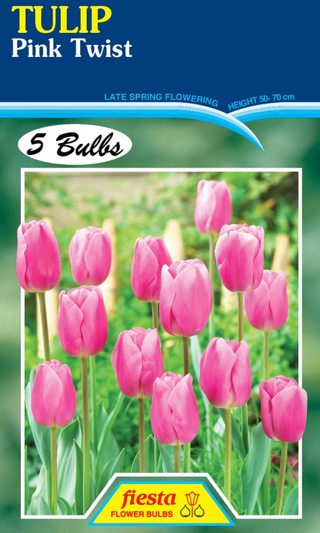 Tulip 'Pink Twist' 5