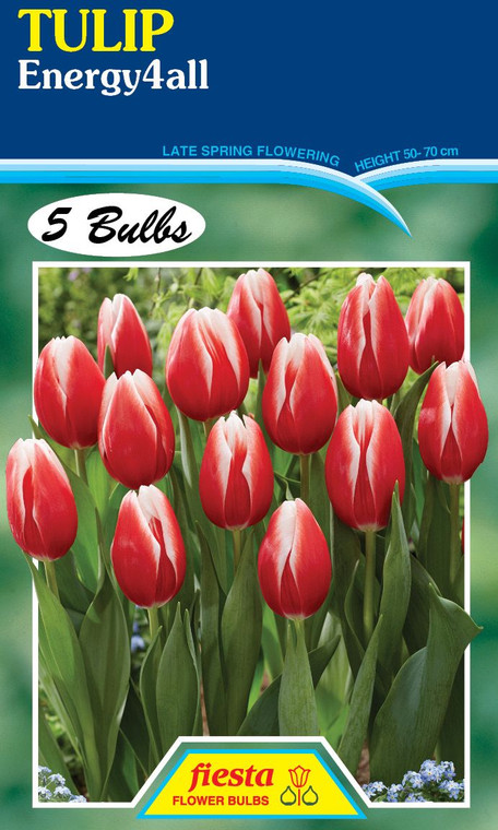 Tulip 'Energy4all' 5