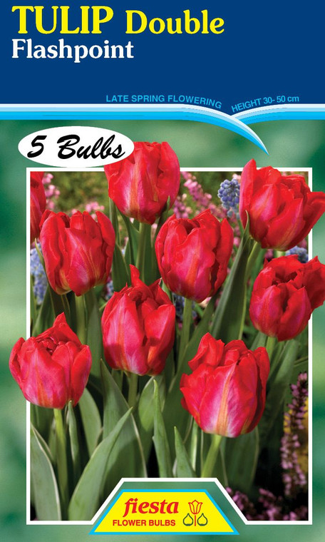 Tulip 'Double Flashpoint' 5