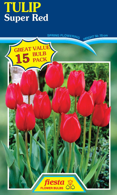 Tulip 'Super Red' 15