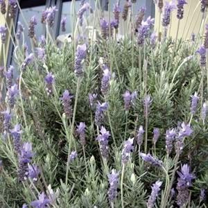 Lavender dentata 1.5L