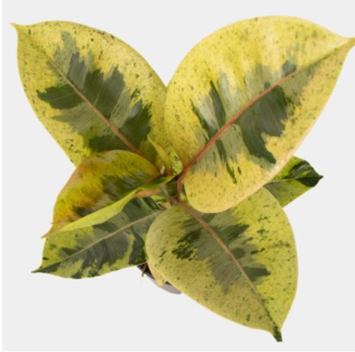 Ficus Shivereana 14cm