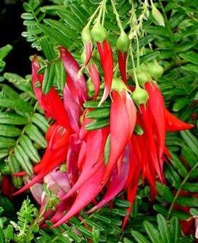 Clianthus puniceus maximus 1.5L