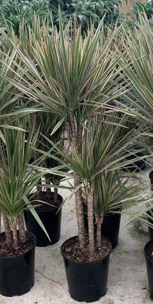 Dracaena marginata 'Bicolour' 17cm