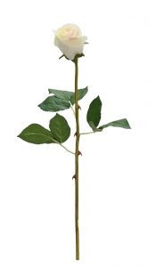 Asher Rose Bud - White