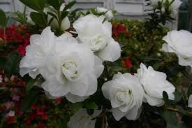 Azalea 'Brides Bouquet' 2.5L