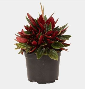 Peperomia 'Rosso' 12cm