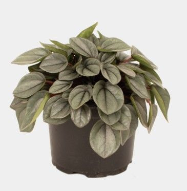 Peperomia 'Milano' 12cm