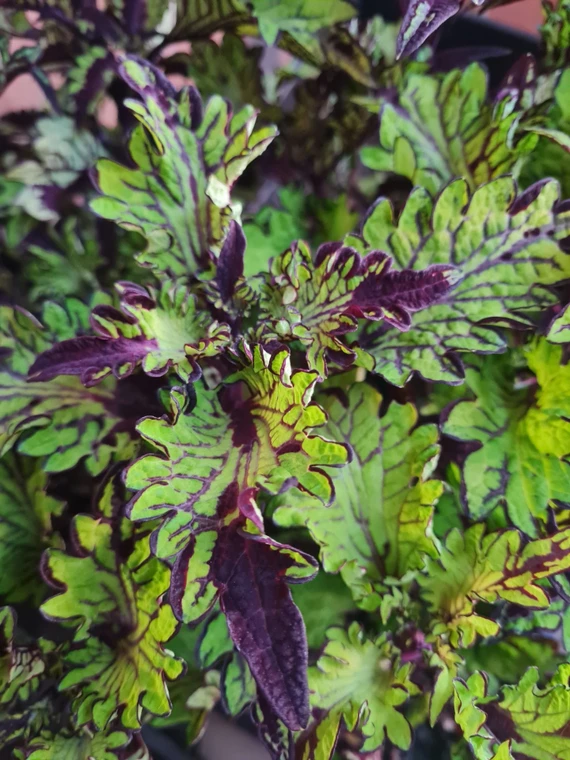 Coleus 'Rodeo Drive' 1.9L