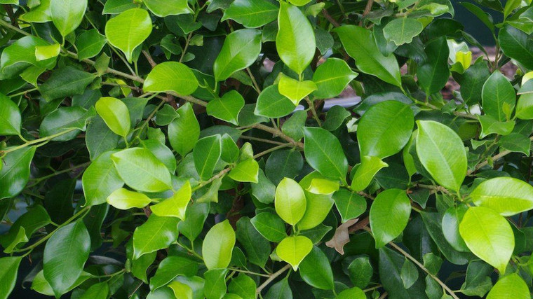 Ficus 'Tuffi' GOL