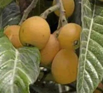 Banana 'Misi Luki' 3.3L (1202384) 3.5L