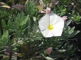Convolvulus cneorum 14cm