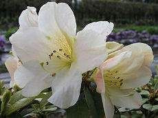 Rhododendron johnstoneanum 2.5L