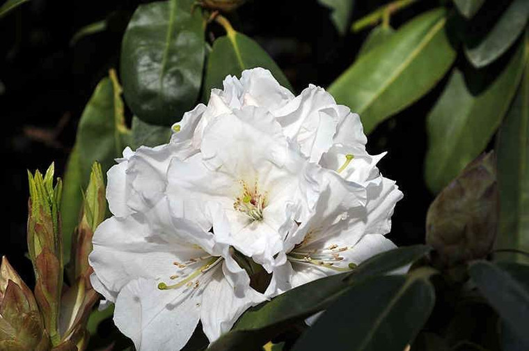 Rhododendron 'Mount Everest' 8L (102997) 2.5L