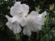 Rhododendron 'Princess Alice' 2.5L
