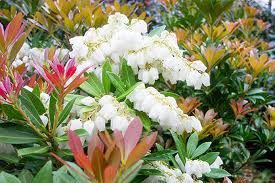 Pieris 'Temple Bells' 4.5L