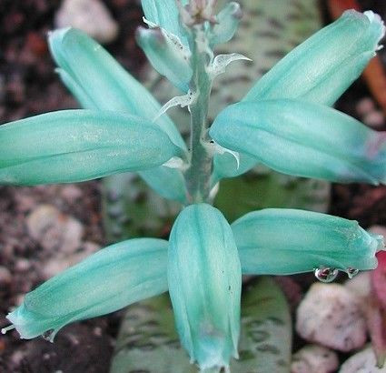 Lachenalia viridiflora 1L