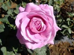 Rose 'Heaven Scent' - Standard 4.7L