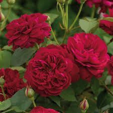 Rose 'Darcey Bussell' - Standa 4.7L