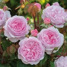 Rose 'Olivia Rose Austin' - St 4.7L